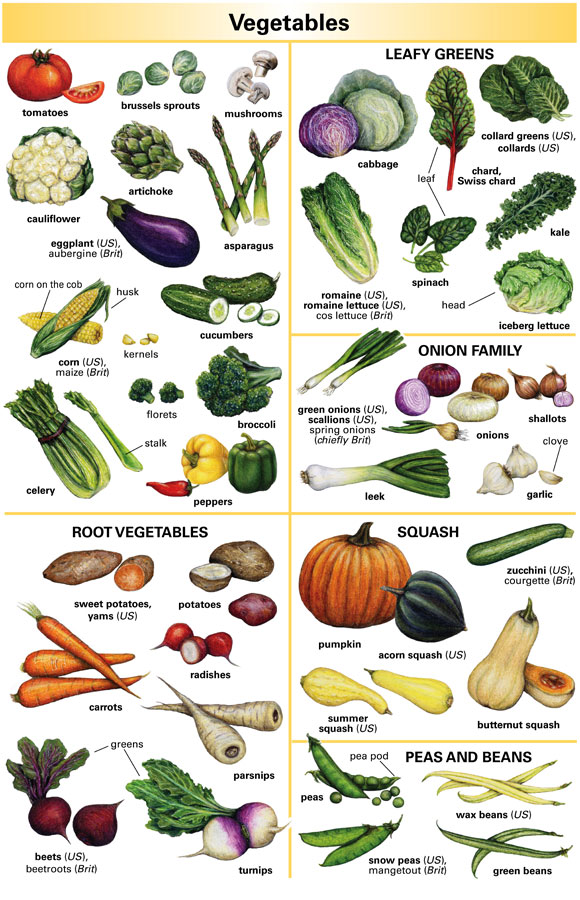 zucchini noun - Definition, pictures, pronunciation and usage
