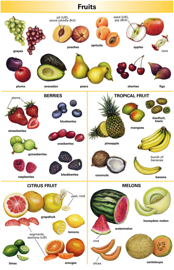 Coconut Definition Meaning Britannica Dictionary