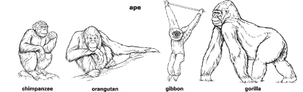 Ape Definition Meaning Britannica Dictionary