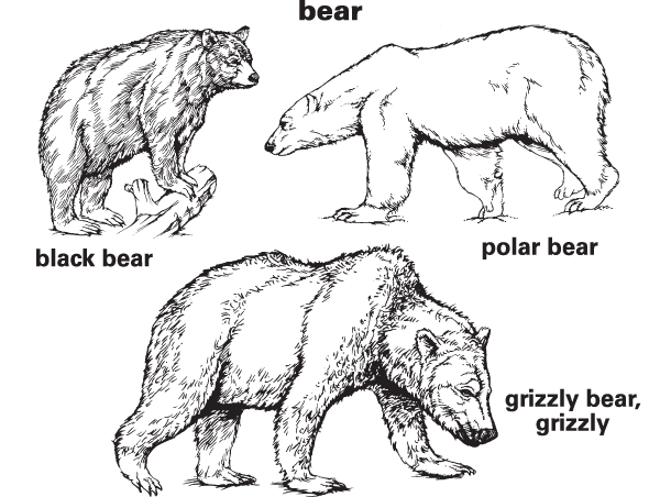 Bear Definition & Meaning | Britannica Dictionary