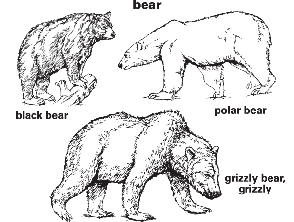 Bare vs. Bear - Difference, Meaning & Examples