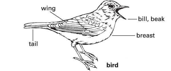 Bird Definition Meaning Britannica Dictionary