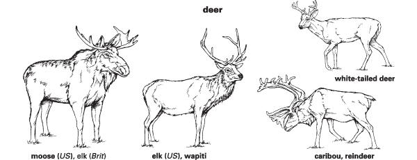 Deer Definition & Meaning | Britannica Dictionary