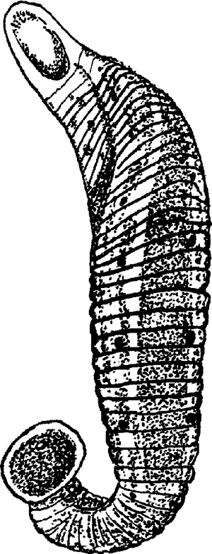 Leech Definition Meaning Britannica Dictionary