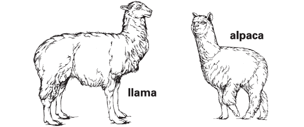 Britannica Dictionary definition of LLAMA