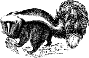 Skunk Definition & Meaning | Britannica Dictionary