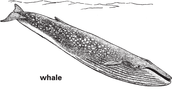 whale-definition-meaning-britannica-dictionary