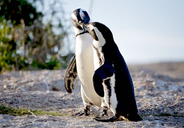 Penguins pair off during the mating season. 