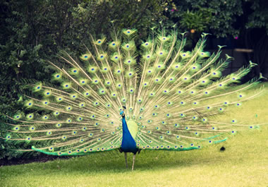 A peacock showing off his tail