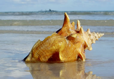A conch shell on the beach