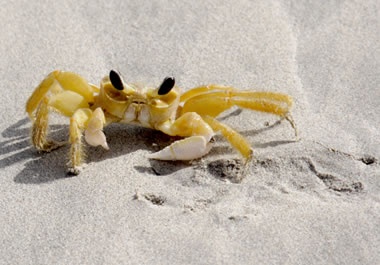 The crab is walking sideways along the beach.