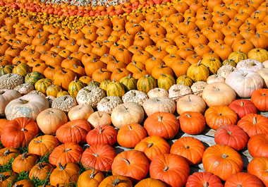 There are pumpkins galore.