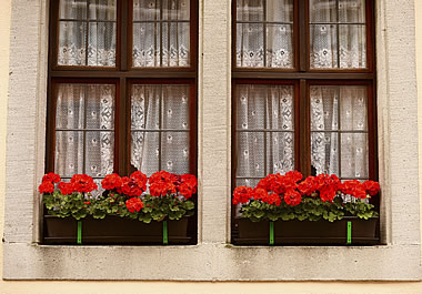 Windows with lacy curtains