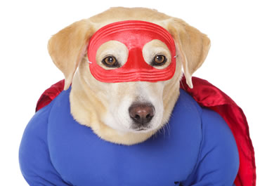 The dog is wearing a superhero getup.