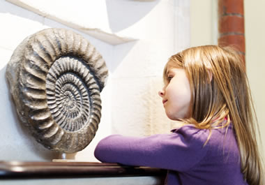 The girl is studying the fossil on exhibit.