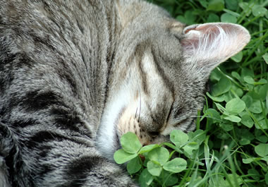 A cat sleeping in clover