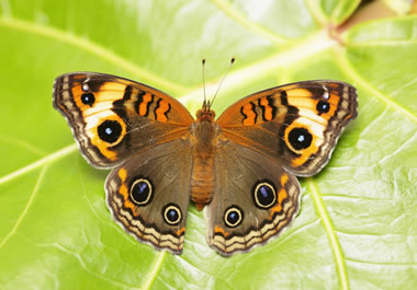 The butterfly's wings are symmetrical.