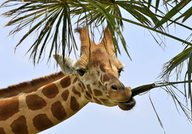 Giraffes are herbivores.