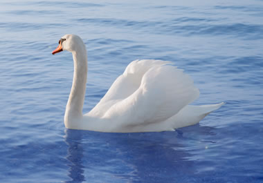 A swan floating on the serene water