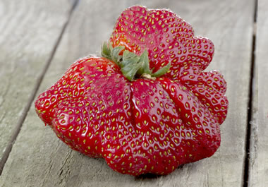 The strawberry has an irregular shape.
