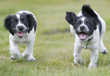 Two puppies scampering in a field