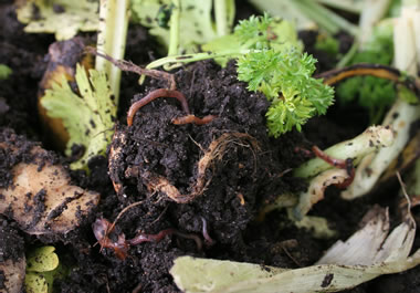 The worms decompose the rotting plants.