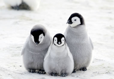 Three adorable penguins