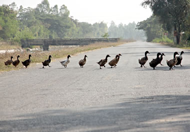 The ducks occasionally cross the road.