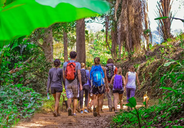 The group is on an excursion through the jungle.