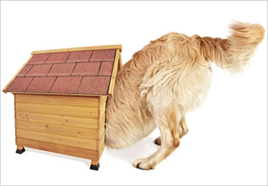 The doghouse is unsuitable for the dog.