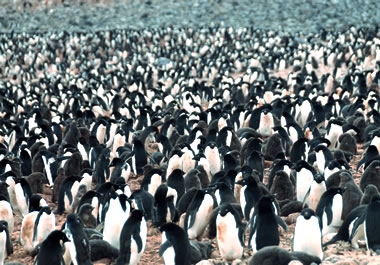 There are a gazillion penguins.
