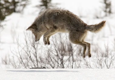 Coyote pouncing on its prey in the snow