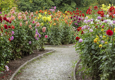 A profusion of flowers along the garden's path