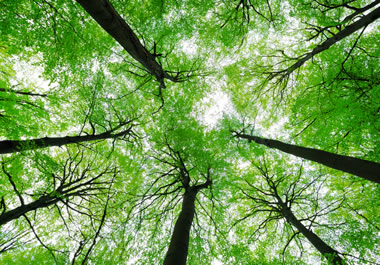 Trees overhead forming a canopy