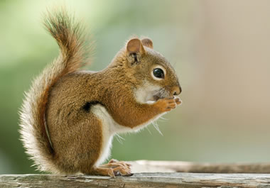 A chipmunk is a common critter in the northeastern US.