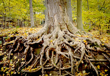 A tree absorbs water through its roots.