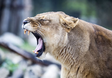 A fierce-looking lioness
