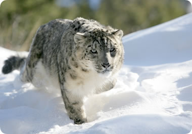 The snow leopard is an elusive creature.