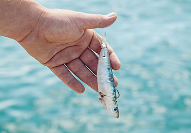 A small fish placed on a hook, as bait