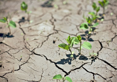 Drought conditions threaten new crops