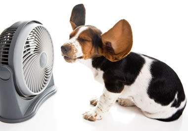A dog and a fan