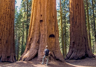 Man looking up at a majestic sequoia tree