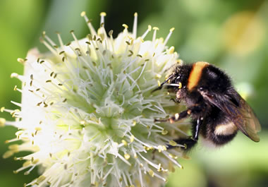 Bees will not sting unless they are threatened.