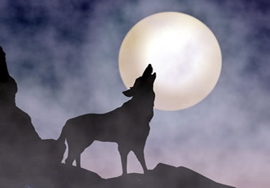 Wolf howling at the moon