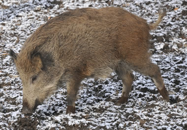 A pig foraging for food