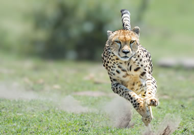 The cheetah runs with blazing speed.