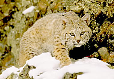 Stealthy bobcat quietly approaching its prey