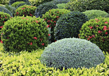 A variety of shrubs