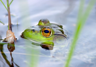 Frog submerged in water