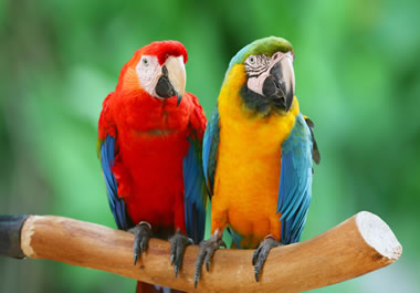 Two birds with brightly colored plumage